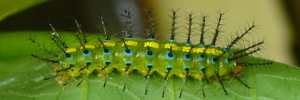Larvae